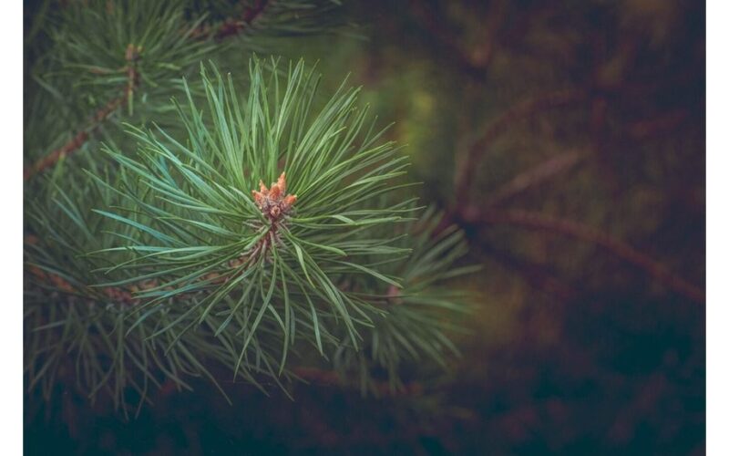 protect conifers from winter sun