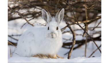 protect fruit trees from rodents