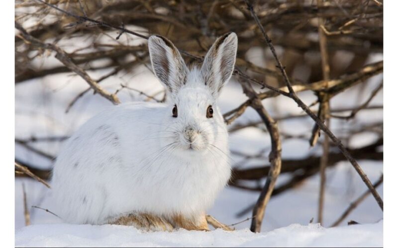 protect fruit trees from rodents
