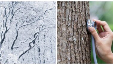 protect trees from frostcracks