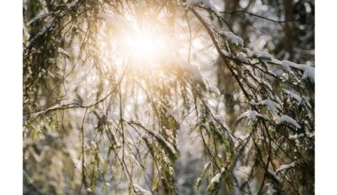 protected conifers from sun