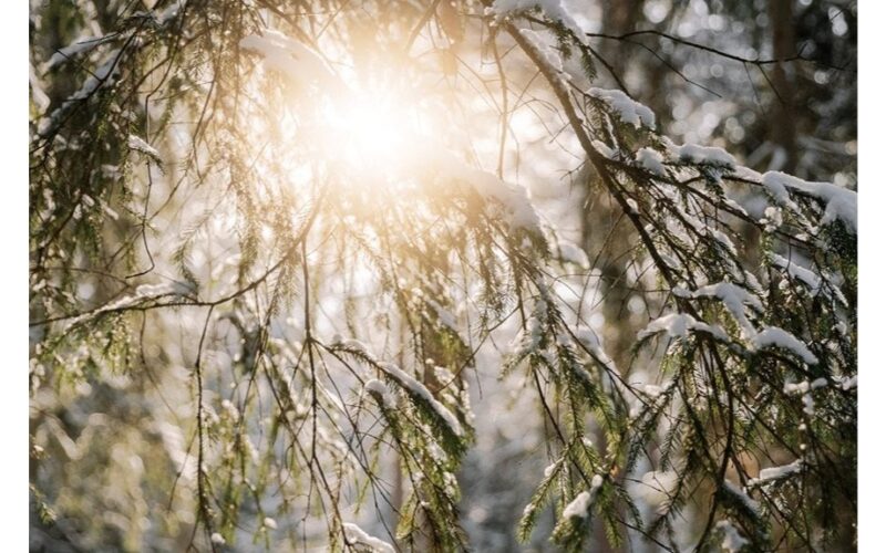 protected conifers from sun