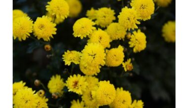 prune and mulch every autumn