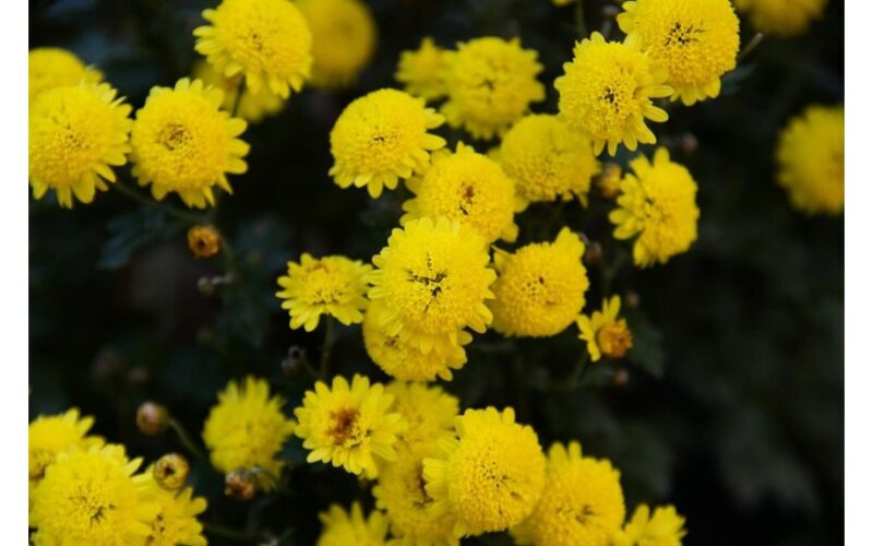 prune and mulch every autumn