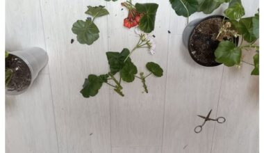 Genėti pelargoniją gruodį