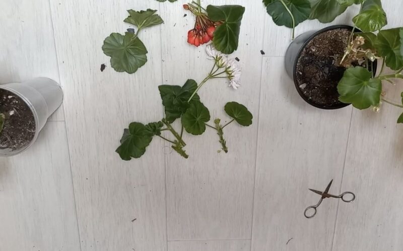 Genėti pelargoniją gruodį