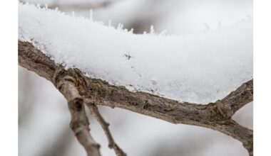 Medžių genėjimas žiemą