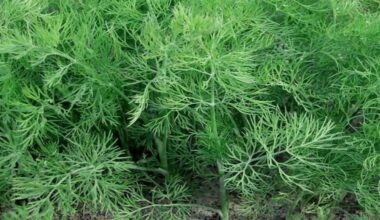 pull dill replant stems