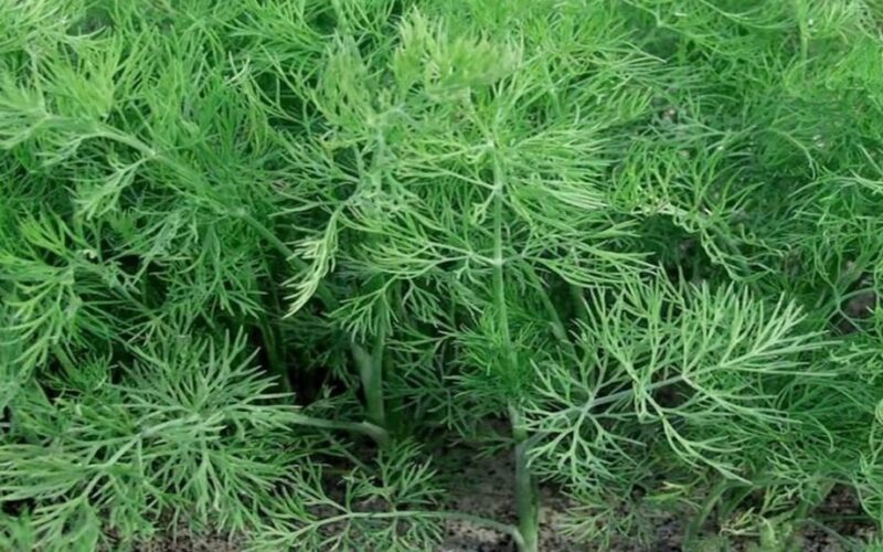 pull dill replant stems