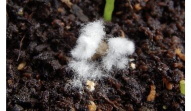 quickly remove moldy potting soil