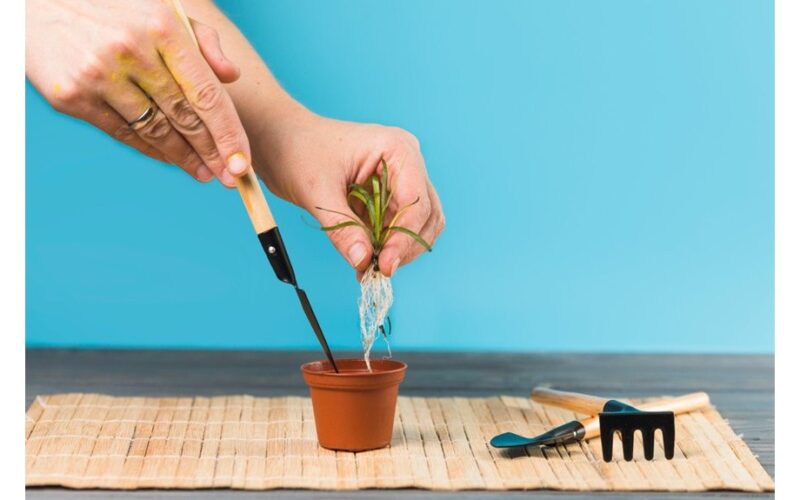 rapid rooting with kornevin