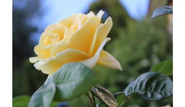 rescue frost damaged rose bushes