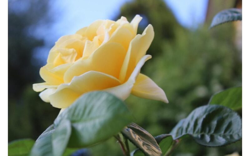 rescue frost damaged rose bushes