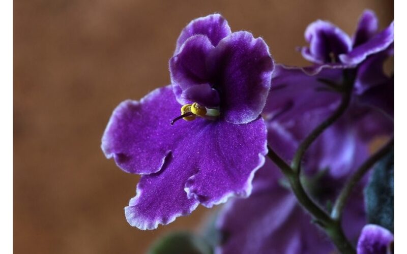 rescued discarded violet revived