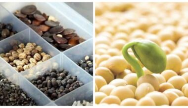 revive old seeds wisdom