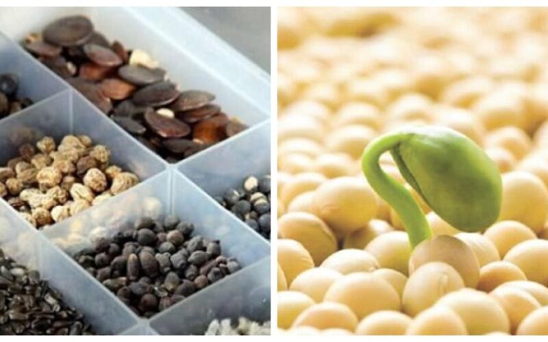 revive old seeds wisdom