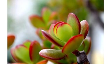 revived money tree instantly pristine