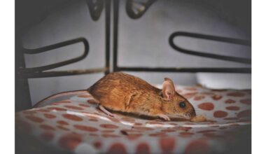 rodents fled no trace