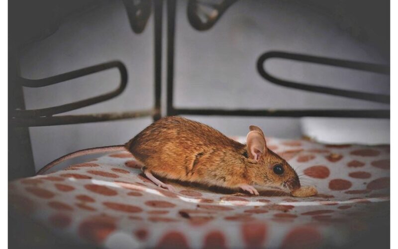 rodents fled no trace