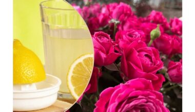 roses last three times longer