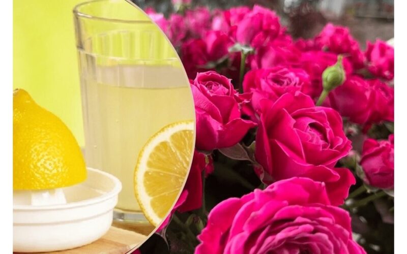 roses last three times longer