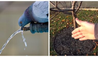 saugoti medžius nuo šalnos