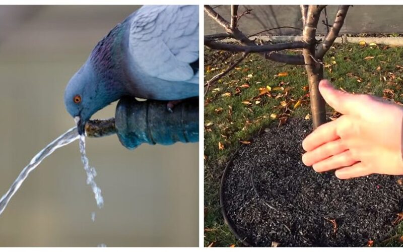 saugoti medžius nuo šalnos