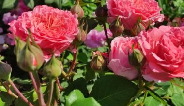 sawdust mulch protects roses