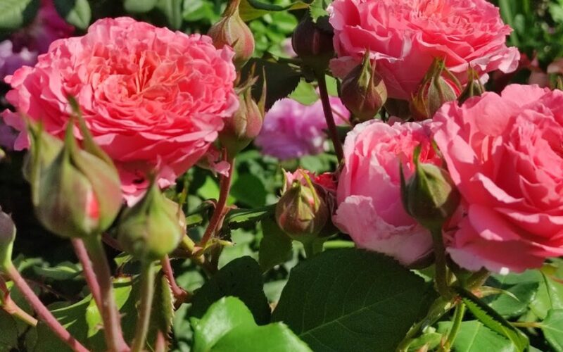 sawdust mulch protects roses