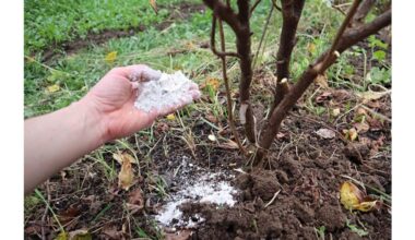 secret pourable golden plant food