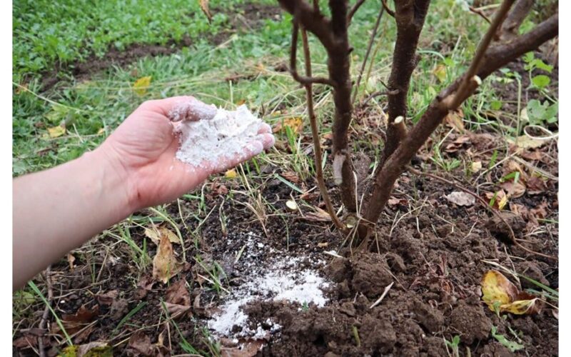 secret pourable golden plant food