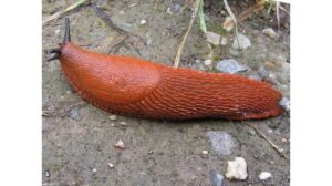 slug invasion stopped quickly