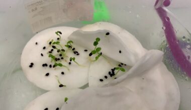 soaking seeds boosts germination