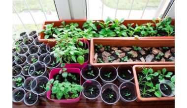 soil choice not seeds