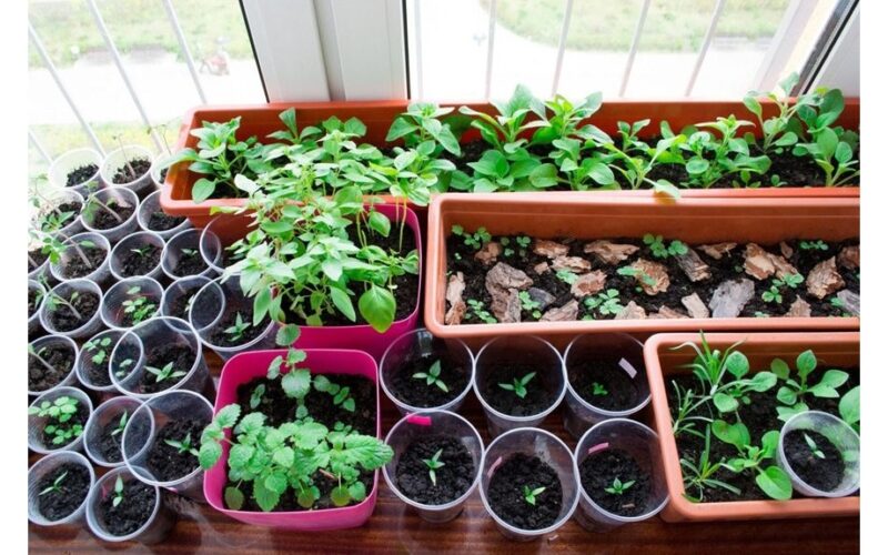 soil choice not seeds