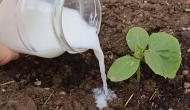 sour milk boosts flower growth