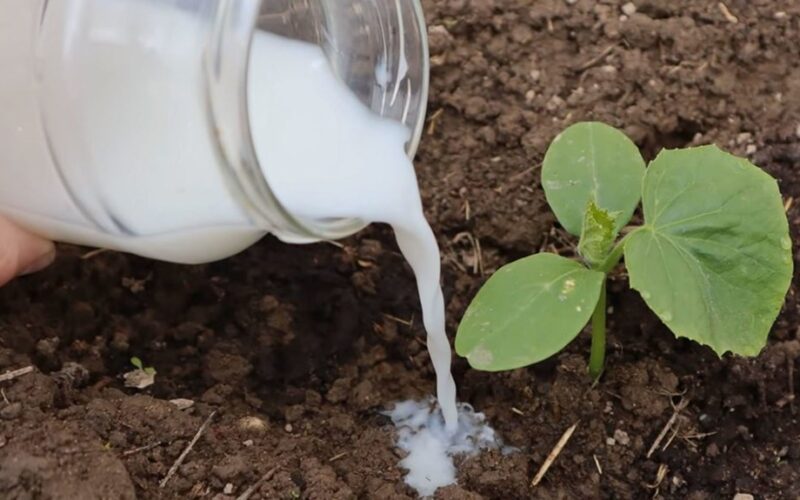 sour milk boosts flower growth