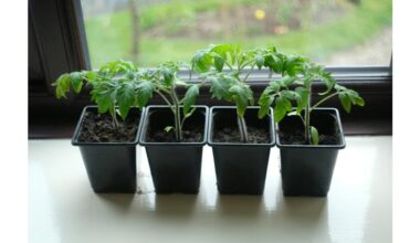 sow seedlings in boiling water