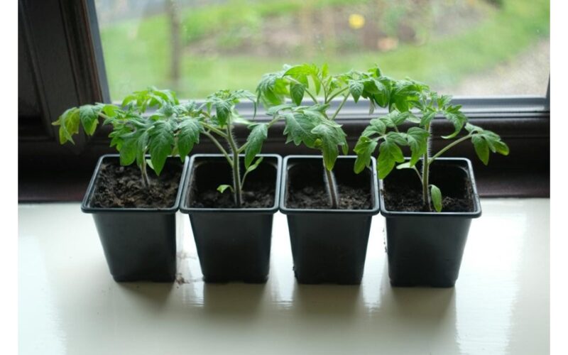 sow seedlings in boiling water