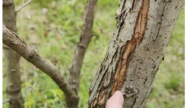 spray trees one week before frosts