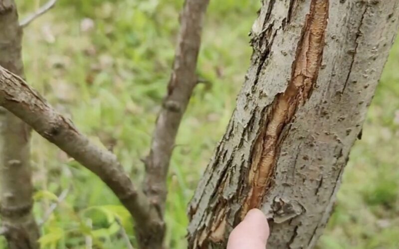 spray trees one week before frosts