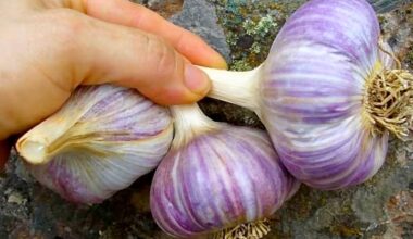 spring vs winter garlic differences