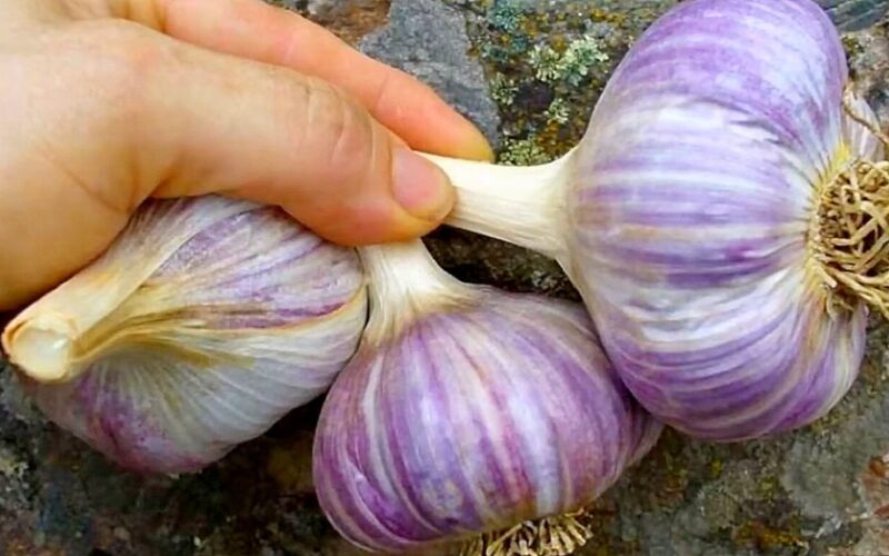 spring vs winter garlic differences