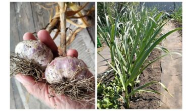 sprinkle gypsum before frost