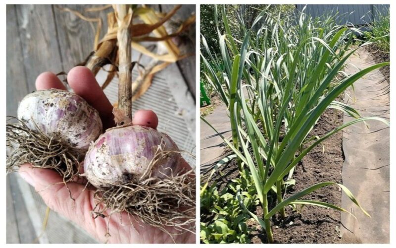 sprinkle gypsum before frost
