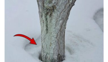 sprinkled sand revives frozen ground