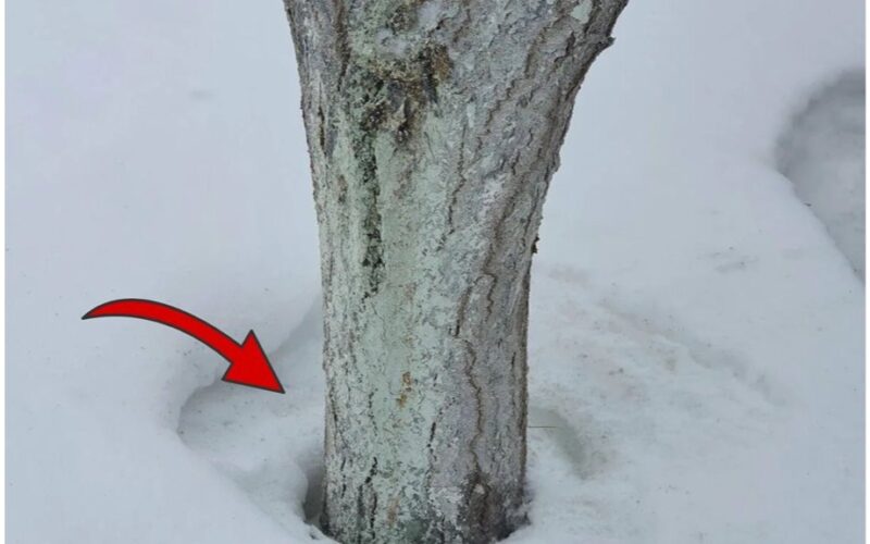 sprinkled sand revives frozen ground