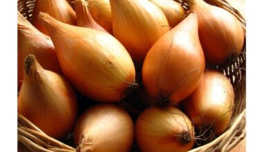 started spraying onions yearly