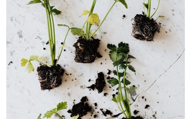 stopped using sour cream containers