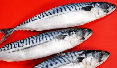 strange object found in mackerel